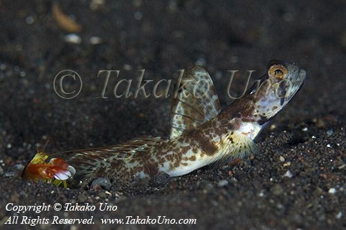 Goby 65tc 8633 copy_01