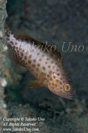 Grouper 10tc juvenile 8254 copy_01