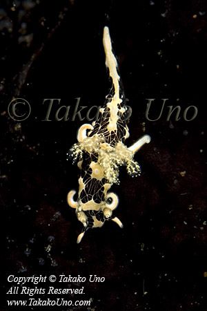 Nudi 05tc Takako UNO 8613 copy_01