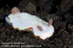 Nudi 09tc 7721 copy_01