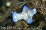 Nudi 14tc Ceratosoma 7919 copy_01