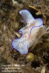 Nudi 17tc Ceratosoma 7925 copy_01