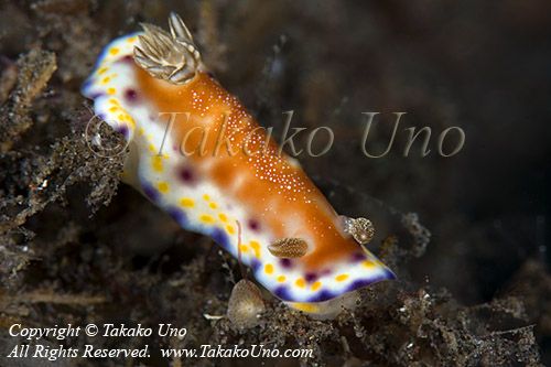 Nudi 42tc 8515 copy_01