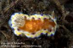 Nudi 43tc 8517 copy_01