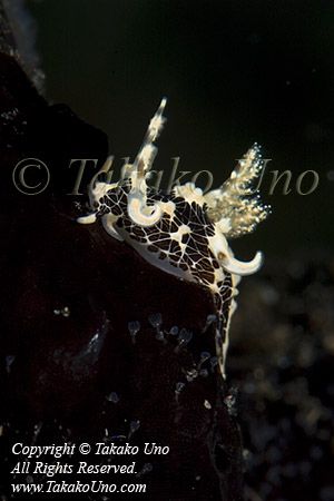 Nudi 46tc 8594 copy_01