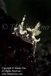 Nudi 46tc 8594 copy_01