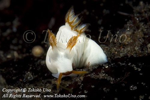 Nudi 47tc 8612 copy_01