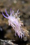 Nudi 48tc 8623 copy_01