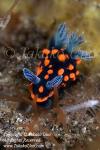 Nudi 49tc Nembrotha 8637 copy_01