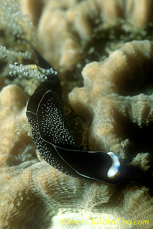 Chelidonura inornata 01 35mm