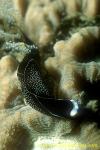 Chelidonura inornata 01 35mm
