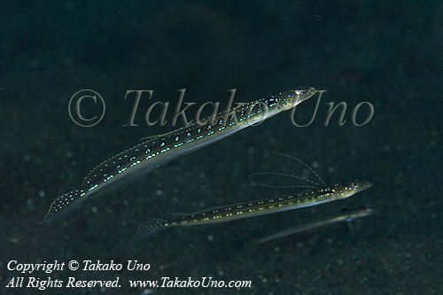 Sand Diver 01tc Trichonotu copy_01