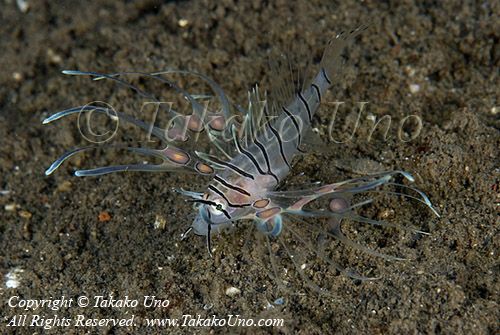 Scorpion Fish 07tc Lionfis copy_01