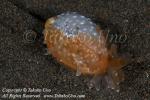 Snail 02tc1 Cowry 7833 copy_01