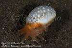 Snail 07tc Cowry 7845 copy_01