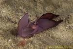 Noalda sp. or Aglajid sp 03 very RARE