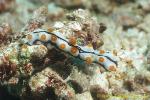 Sea Cucumber 01 juvenile 28mm NOT Nudi