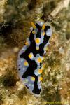 Phyllidia exquisita 03t 1455