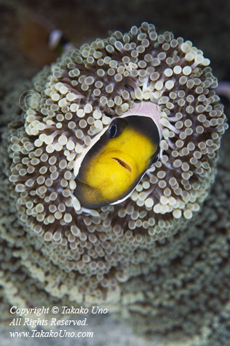 Saddleback Anemonefish 01tc 6786 Amphiprion polymnus