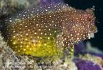 Blenny 04t 1337 Takako UNO