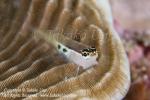 Blenny 02tc open mouth yawning 2642 Takako UNO