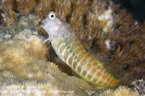 Blenny 04tc 2416 Takako UNO