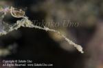 Dragon 01tc Lembeh 1212 Takako UNO