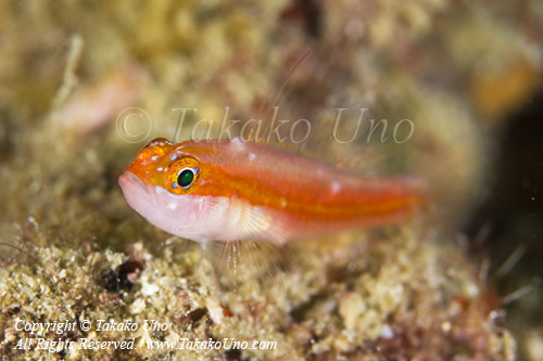 Erdmann’s pygmy goby 2344