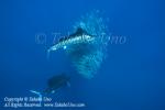 Sailfish 031tc 5055 Takako UNO