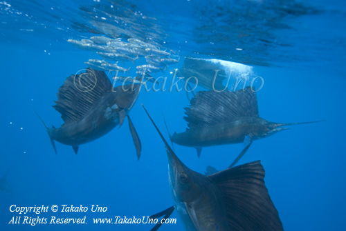 Sailfish 053t attacks Sardine 6357 Takako UNO