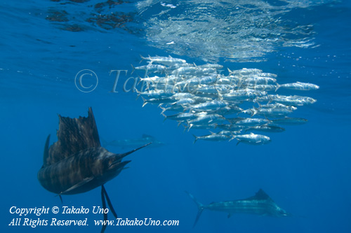 Sailfish 201tc 6914 Takako UNO