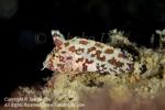 Scorpionfish what? 2473