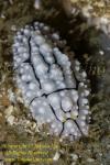 Phyllidia elegans Nudi 20t 3413