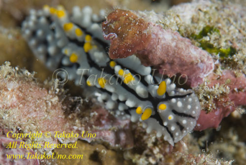 Phyllidia elegans Nudi 06t 9936