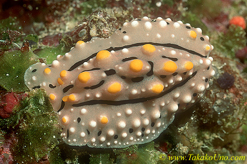 Phyllidia elegans 01 50mm