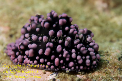 Phyllidiella nigra Nudi 75tc 4157