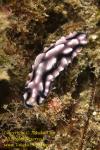 Phyllidiella lizae Nudi 26tc