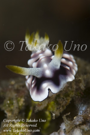 Nudi 01tc Chromodoris geometrica 0833 NAD May09