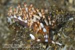 Flabellina bilas 1828 Coco Jun09