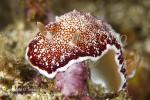 Nudi 03tc Chromodoris reticulata 9547 KBR May09