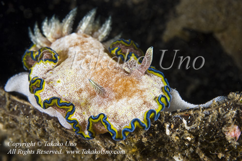 04tc Chromodoris cincta w eggs 9625 KBR May09