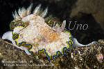 04tc Chromodoris cincta w eggs 9625 KBR May09