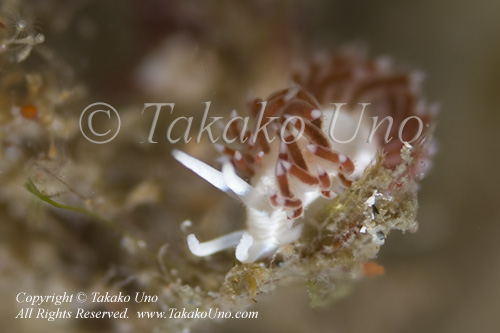Cratena or Flabellina sp 3916 WestP July09