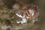 Cratena or Flabellina sp 3916 WestP July09