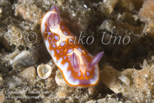 Nudi 05tc Chromodoris clenchi 3960 WestP Jun09