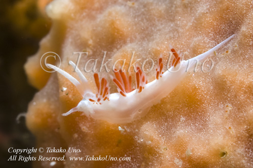 Cratena or Flabellina sp 3534 WestP July09