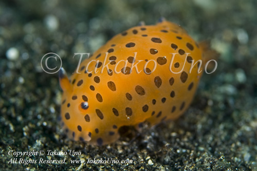 Nudi 07tc Dendrodoris guttata 0109 KBR May09