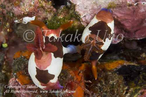 Nembrotha chamberlaini mating 8913 Komo Sep09 copy