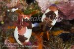 Nembrotha chamberlaini mating 8913 Komo Sep09 copy