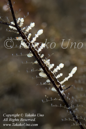 Eubranchus sp on Hydroid 5806 Komo Aug09